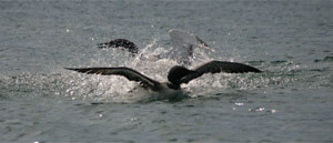 Dance of the Loons 1