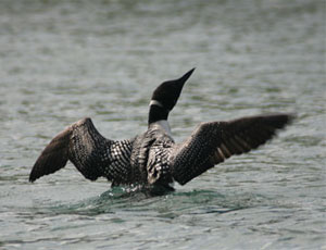 Dance of the Loons 2