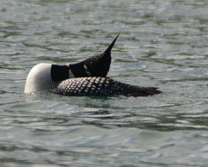 Loon Dance 1