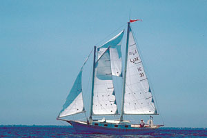 Don sailing Delphinus